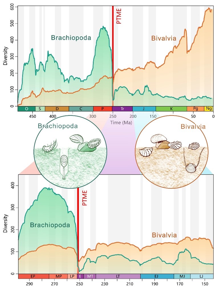 Diversities of brachiopods and bivalves over the past 500 Myr, showing the brachiopod-bivalve switch near the Permian-Triassic boundary. Credit Zhen Guo et al
